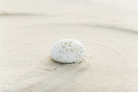 Piece of coral on sand, still life Stock Photo - Premium Royalty-Free, Code: 633-02345735