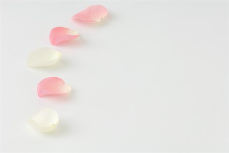 simsearch:614-05955760,k - Flower petals in a curving line Stock Photo - Premium Royalty-Free, Code: 633-02345846