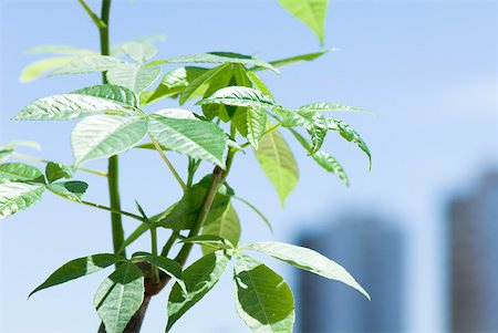 silk floss tree - Detail of small potted tree, leaves and branches Stock Photo - Premium Royalty-Free, Code: 633-02345874