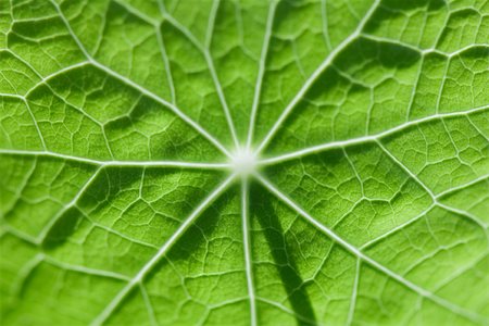 simsearch:633-01272536,k - Leaf veins, extreme close-up Stock Photo - Premium Royalty-Free, Code: 633-02417431
