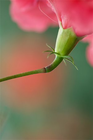 simsearch:633-01272536,k - Hibiscus flower sepals, close-up Stock Photo - Premium Royalty-Free, Code: 633-02417450
