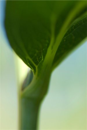 stem (botanical) - Underside of leaf growing on stem, extreme close-up Stock Photo - Premium Royalty-Free, Code: 633-02417495