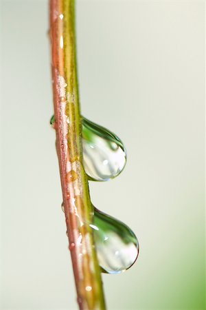 rain drops - Raindrops on stem, close-up Foto de stock - Sin royalties Premium, Código: 633-02417492