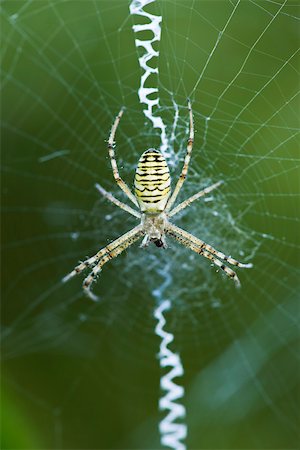 spider - Yellow Garden Spider (argiope aurantia)  in center of web waiting for prey Stock Photo - Premium Royalty-Free, Code: 633-02417539