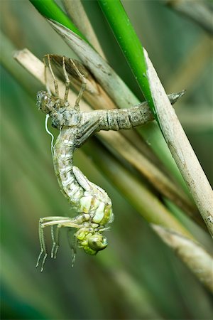 dragonfly - Molting dragonfly emerging from discarded exoskeleton Stock Photo - Premium Royalty-Free, Code: 633-02417556