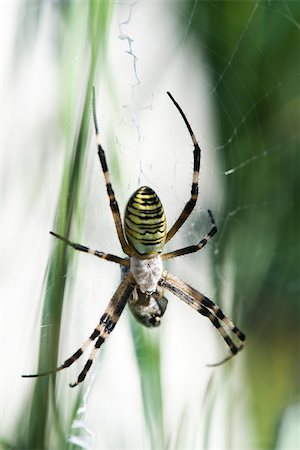 Yellow Garden Spider (argiope aurantia)  in web waiting for prey Stock Photo - Premium Royalty-Free, Code: 633-02417564