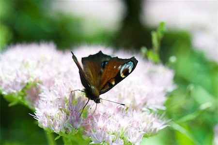 simsearch:632-05760615,k - European Peacock butterfly (inachis io) drinking nectar from purple flower Stock Photo - Premium Royalty-Free, Code: 633-02417577