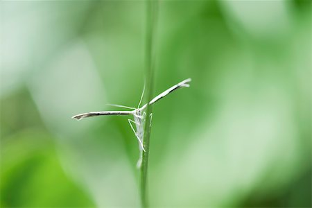 Plume moth (stenoZSilia ZSerodactyla) perched on stem of plant Stock Photo - Premium Royalty-Free, Code: 633-02417573