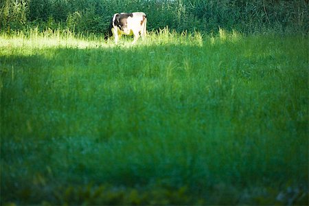 Dairy cow grazing in pasture Stock Photo - Premium Royalty-Free, Code: 633-02417669