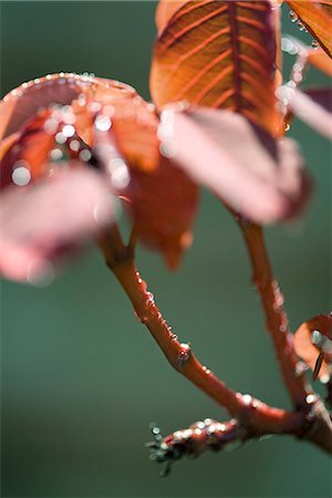 simsearch:633-01272536,k - New leaves, budding branch, close-up Stock Photo - Premium Royalty-Free, Code: 633-02417775