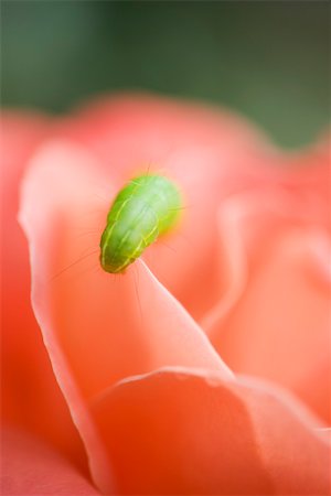 parasites - Caterpillar on flower petal, close-up Stock Photo - Premium Royalty-Free, Code: 633-02418040