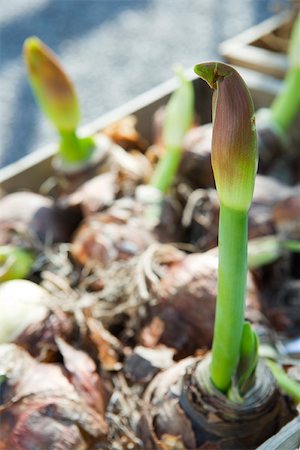 Amaryllis sprouting out of bulbs Stock Photo - Premium Royalty-Free, Code: 633-02645283