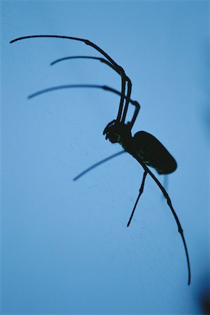 spider - Large spider suspended in its web, waiting for prey Stock Photo - Premium Royalty-Free, Code: 633-02645356