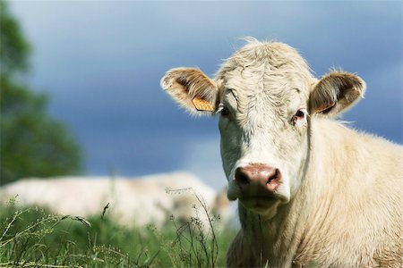 White cow in pasture, close-up Foto de stock - Sin royalties Premium, Código: 633-02645513