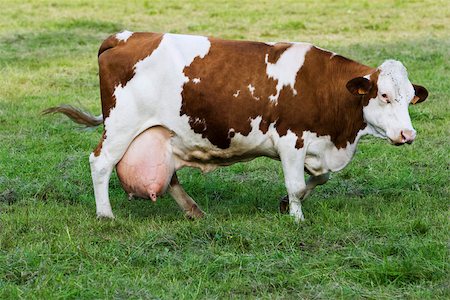 side view cows - Montbeliard dairy cow, side view Stock Photo - Premium Royalty-Free, Code: 633-02645537