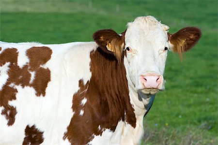 Montbeliard cow, portrait Stock Photo - Premium Royalty-Free, Code: 633-02645545