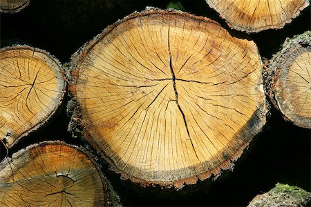 Firewood, extreme close-up Stock Photo - Premium Royalty-Free, Code: 633-02645551