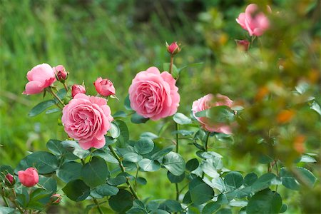 rose scent - Pink roses growing on bush Stock Photo - Premium Royalty-Free, Code: 633-02691380