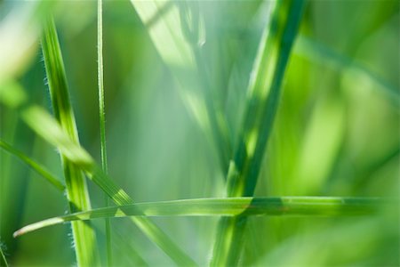 Grass, extreme close-up Stock Photo - Premium Royalty-Free, Code: 633-02691414