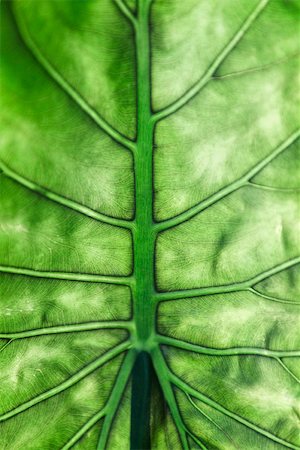 simsearch:633-01272536,k - Underside of leaf, extreme close-up Stock Photo - Premium Royalty-Free, Code: 633-02691425
