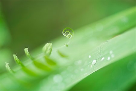 Delicate vine tendril and dew drops on grass Stock Photo - Premium Royalty-Free, Code: 633-02691434