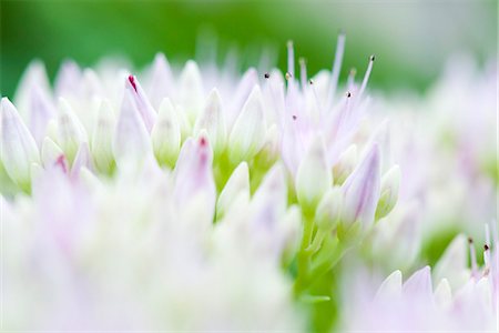 sedum - Sedum flower buds, extreme close-up Stock Photo - Premium Royalty-Free, Code: 633-02691440