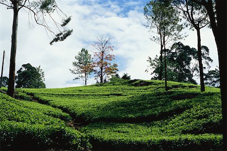 Tea plantation, Sri Lanka Stock Photo - Premium Royalty-Free, Code: 633-03194636