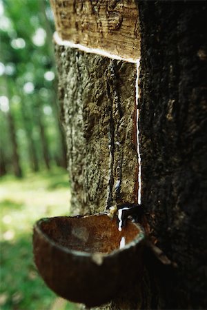 rubber plant - Para Rubber Tree (Hevea brasiliensis), being tapped to collect latex, Sri Lanka Stock Photo - Premium Royalty-Free, Code: 633-03194632