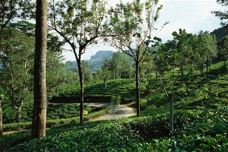 Tea plantation, mongoose crossing path in distance, Darjeeling, India Stock Photo - Premium Royalty-Free, Code: 633-03194646