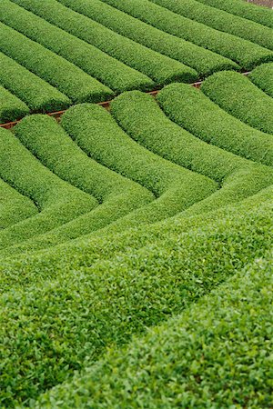 focus on background - Tea plantation, Japan Stock Photo - Premium Royalty-Free, Code: 633-03194640