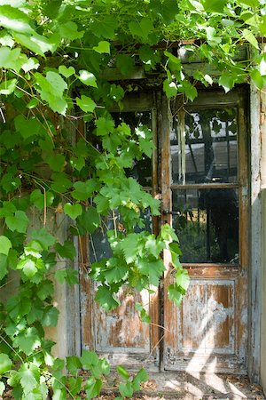 Building overgrown with grapevines Stock Photo - Premium Royalty-Free, Code: 633-03444750
