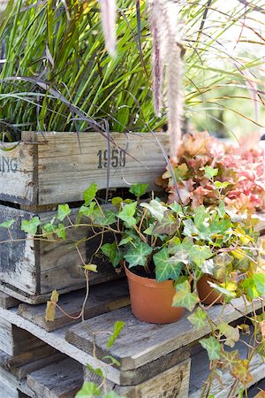 potted plant - Potted ivy plants Stock Photo - Premium Royalty-Free, Code: 633-03444888