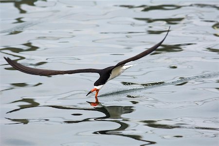 Black Skimmer catching fish Stock Photo - Premium Royalty-Free, Code: 633-03444939