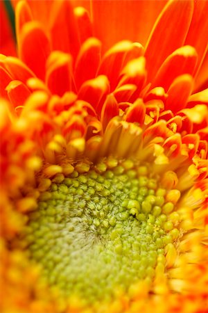 flowers greece - Closeup of flower Stock Photo - Premium Royalty-Free, Code: 644-01436577