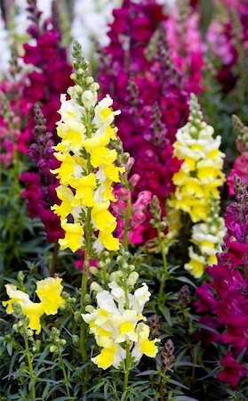 simsearch:400-04278954,k - Snapdragon flowers Stock Photo - Premium Royalty-Free, Code: 644-01436809