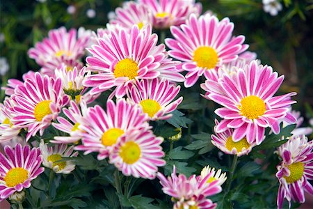 simsearch:400-04278954,k - Chrysanthemum flowers Stock Photo - Premium Royalty-Free, Code: 644-01436846