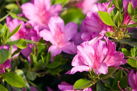 simsearch:400-04278954,k - Rhododendron flowers Stock Photo - Premium Royalty-Free, Code: 644-01436854