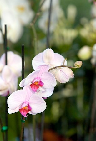 simsearch:400-04278954,k - Orchid phalaenopsis flowers Stock Photo - Premium Royalty-Free, Code: 644-01436855