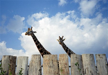 Giraffes behind fence Stock Photo - Premium Royalty-Free, Code: 644-01437908