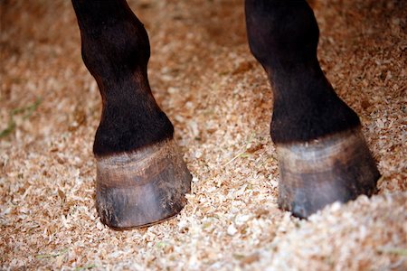 Closeup horse's hooves Foto de stock - Sin royalties Premium, Código: 644-01437944