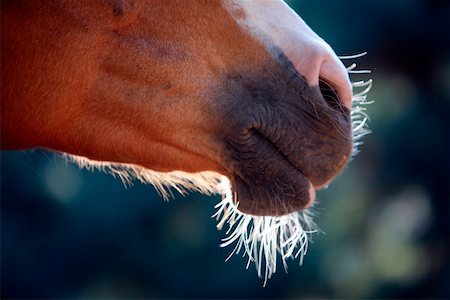 Horse's snout Stock Photo - Premium Royalty-Free, Code: 644-01437957