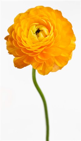 simsearch:400-07899875,k - Close up of yellow flower Stock Photo - Premium Royalty-Free, Code: 649-04247728