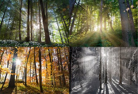 sequence day - Views of four seasons of forest Foto de stock - Sin royalties Premium, Código: 649-05657667