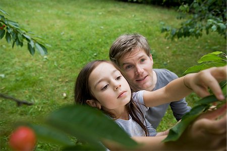 european cherry trees branches - Father and daughter picking fruit Stock Photo - Premium Royalty-Free, Code: 649-05801138