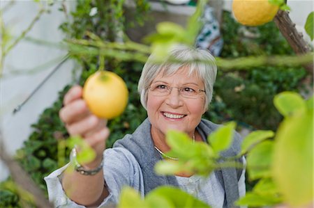 simsearch:649-07238535,k - Older woman picking fruit outdoors Stock Photo - Premium Royalty-Free, Code: 649-05801268