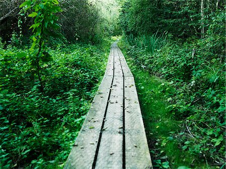 path concept nobody - Wooden walkway in lush forest Stock Photo - Premium Royalty-Free, Code: 649-05801798