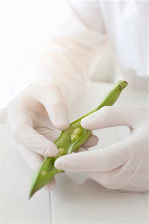 Scientist examining peas in pod Stock Photo - Premium Royalty-Free, Code: 649-05802380