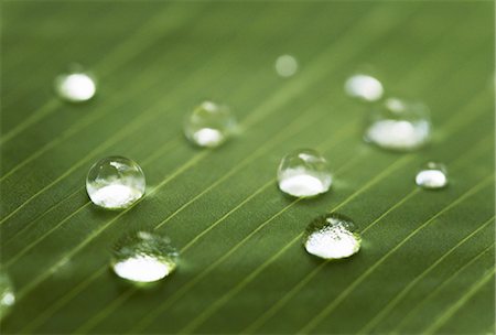 Close up of water droplets on leaf Stock Photo - Premium Royalty-Free, Code: 649-05820785