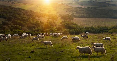 farms with sheep in italy - Sheep grazing on grassy hillside Stock Photo - Premium Royalty-Free, Code: 649-05821330