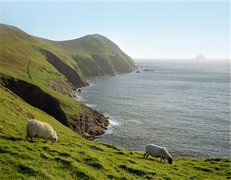Sheep grazing on rural hillside Stock Photo - Premium Royalty-Free, Code: 649-05950530